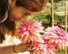 A girl smells a dahlia in full bloom in Ludhiana