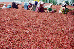Workers spread red chilli peppers to dry at Guntur district in Andhra Pradesh.