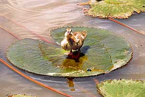 A new-born duckling perched on lotus leaf throne at the Nature Observatory in Sector 26 makes a perfect picture for Tribune lensman Karam Singh in Chandigarh on Wednesday.