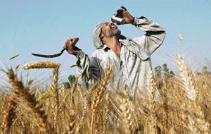 A worker has water during the harvesting of the wheat crop in Darad village, near Karnal, on Thursday. 