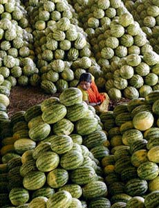 A labourer sits besides watermelons at a fruit market on the outskirts of Hyderabad