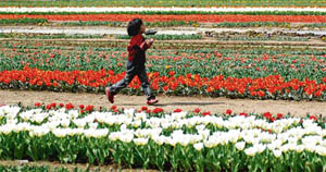 A little girl romps through rows of tulips at Asias largest tulip garden in Siraj Bagh, on the outskirts of Srinagar on Saturday.