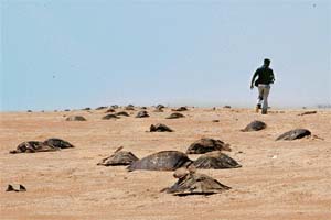 Olive Ridley turtles along the shore of the Devi river in Orissa
