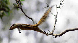 A squirrel jumps off a branch as Tribune lensman Sayeed Ahmed captures the action at PAU in Ludhiana on Sunday.