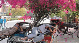 Rickshaw pullers enjoy their afternoon siesta under the shadow of trees in Ludhiana.