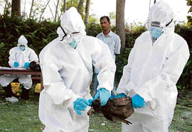 A health worker wrings the neck of a duck during a cull after an outbreak of bird flu at Aaraitakivillage, around 91 km from Siliguri on Sunday.