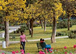 Flowers of Tacoma Argentea form a blanket at Rose Garden in Chandigarh