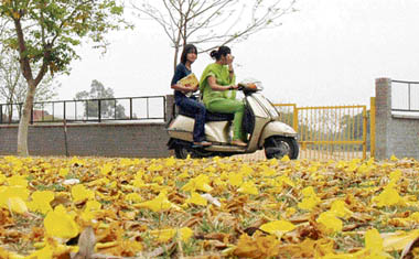 Amaltas flowers have painted the earth yellow on the PAU campus in Ludhiana on Monday. 