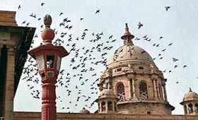 Pigeons fly over a building in South Block at Raisina Hill in New Delhi