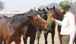 Owner of Samara Stud Farm, Sukhbir Singh Samara feeding horses
