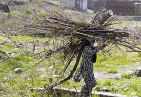 A woman carries firewood for a traditional chullah in the Beli Charna area in Jammu on Tuesday.