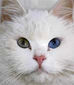 A cat with different coloured eyes looks out of its cage at the Raghdan Zoo near Amman on Wednesday