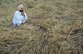 A farmer sits beside his crop that was damaged due to heavy rainfall in Patiala on Thursday.