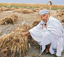 Farmers, like 85-year-old Soran of Kalvehri village in Karnal, who have started harvesting their wheat crop, are a worried lot after several parts of the state experienced rain and winds on Wednesday night.