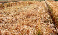 Wheat crop flattens due to sudden winds in Ludhiana on Wednesday.