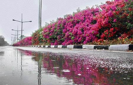 Bougainvilla plants form a beautiful pattern on the rain-soaked road opposite the Rose Garden in Chandigarh.