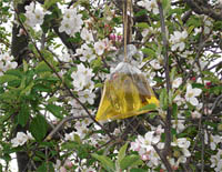 Polythene bags carrying water and polliniser branches hang on apple trees. Photo by writer