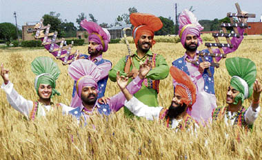 Farmers enjoy the ripening of wheat in Ludhiana. 