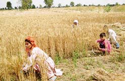 Undeterred by the recent rain, a farmers family harvests wheat crop in Mangali village near Hisar