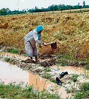 A farmer removes water from his wheat field at Majatari village, near Fatehgarh Sahib, on Saturday.