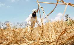 A farmer shows damaged wheat crop at PAU in Ludhiana 