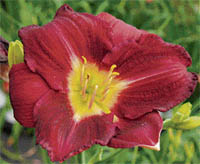 Daylilies can grow well in the sun as well as shade and do not require much maintenance 