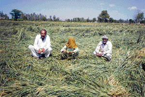 A farmer and his family members in distress over the damage to their wheat crop in Manawali village in Fatehabad on Sunday.