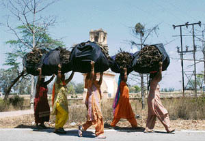 Womenfolk return to their homes after collecting firewood from the green belt near the graveyard in Karnal. 