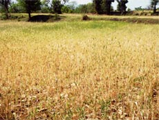 The damaged wheat crop in a field in the Jawalaji area of Kangra district.