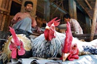 A poultry vendor in Agartala gets ready to cull birds on Monday.