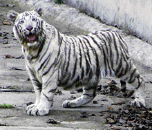 Gullu, a white tiger cub that turned one today, at the Chattbir Zoo in Zirakpur on Tuesday.
