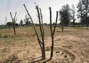 The Chandigarh forest department is adopting an innovative method of uprooting and transplanting trees to make land available for various development works.