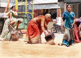 Women labourers clean wheat in the Grain Market in Ambala Cantt