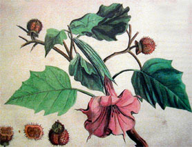 The dhatura plant. Hand-coloured engraving from the Hortus Indicus Malabaricus, 1679