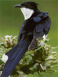 The pied-crested cuckoo.