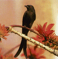 The black drongo