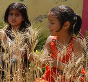 Tiny tots of Ashmah International school, Mohali, during Baisakhi celebrations on Sunday.