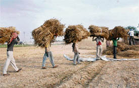 Workers carry bundles of wheat to a nearby thresher in Salaru village in Karnal on Moday.