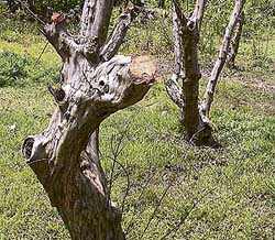 A guava tree has dried for want of care at the nursery.