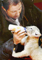 A three-week-old male lion cub is fed milk by animal tamer Martin Lacey at the circus Krone, in Freising, north of Munich