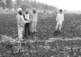 Farmers show wheat crop that was burnt due to short circuit near Bassi Pathana