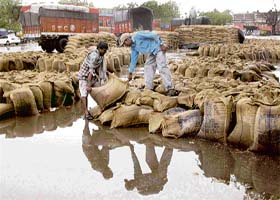 Wheat bags being shifted to a dry place in the Grain Market, Sector 26, after the rain in Chandigarh