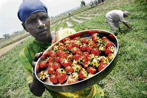 A woman labourer with strawberries collected from a field in Samba. 