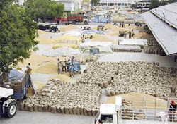 Wheat stock piles up at a grain market in Khanna 