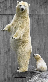 Polar bear Corinna (left) stands in front of her baby Wilbaer during his first outing on Wednesday at the Wilhelma zoo in Stunga, Southern Germany. Wilbaer was born on December 10, 2007, at the zoo and is brought up by his mother.