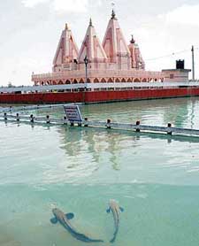 Scores of colourful fish in the Brahmsarovar have become a centre of attraction for visitors to Kurukshetra. 