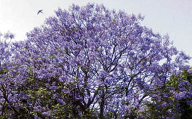 Indigo flowers in full bloom in Ludhiana on Friday.