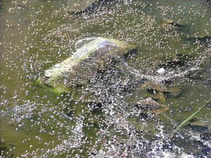 Mosquitoes breed on a pool of water in Ludhiana on Friday. 
