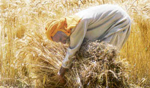 A farmer busy collecting the ripened wheat crop in Mandi Gobindgarh on Friday.