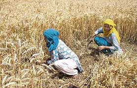Women busy harvesting wheat near Ambala on Saturday.